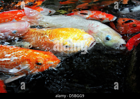 Tropische Fische im Wasser Stockfoto