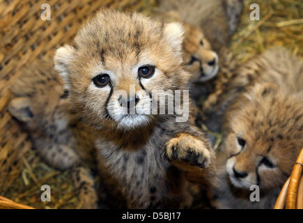 Eines der vier Geparden Cubs, die vor sieben Wochen geboren wurden schaut in die Kamera aus einem Korb in die Tierklinik in Rostock, Deutschland, 6. September 2010. Die Cubs sind zum ersten Mal der Öffentlichkeit präsentiert. Da ihre Mutter starb kurz nach der Geburt von einer Nierenerkrankung, werden die jungen jetzt von Haltern ausgelöst. Die letzten Cheetah Cubs wurden im Jahr 2006 im Zoo geboren. Stockfoto