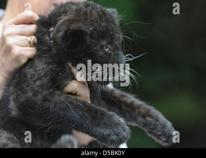 Ein 3 Monate altes Amur Leoparden Männchen ist von einem Arzt untersucht und der Öffentlichkeit in den Zoo in Hodenhagen, Deutschland, 8. September 2010 vorgestellt. Amur Leoparden mit schwarzem Fell sind sehr selten. Die Art ist kritisch gefährdet, mit nur 34 wilde Tiere weltweit. Foto: Nancy Heusel Stockfoto