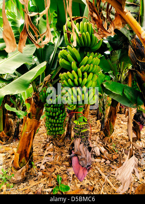 Bananenbaum, Hierro, Kanarische Inseln, Spanien Stockfoto