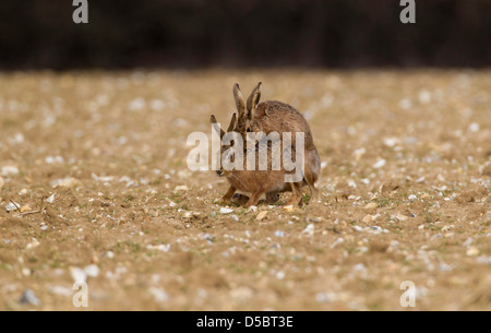 Lepus Europaeus. Paarung Hasen in Norfolk Feld Stockfoto