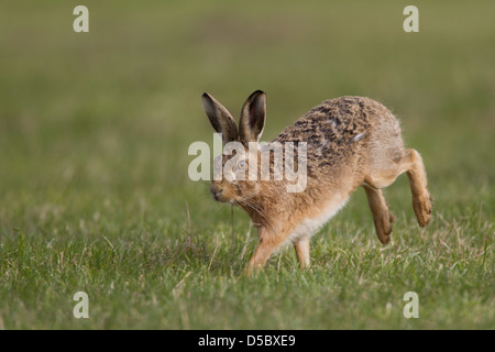 Lepus Europaeus. Brauner Hase läuft über Norfolk Feld Stockfoto