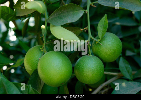 Nahaufnahme von unreifen Orangen auf einem Baum wachsen. Stockfoto