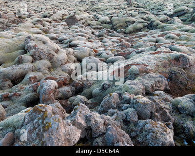 Lavafeld bedeckt in grünem Moos, Südisland, Icleland Stockfoto