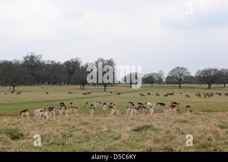 Richmond Park, England, Vereinigtes Königreich. 28. März 2013. Die Rehe grasen auf dem Rasen im Richmond Park, South West London. Die größte der königlichen Parks, es ist eine nationale Natur-Reserve, Londons größte Site of Special Scientific Interest und einer europäischen Special Area of Conservation. Stockfoto