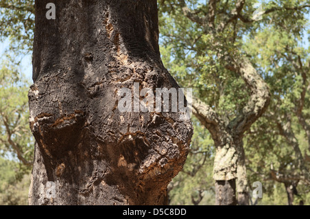 Wald von Korkeichen - Quercus Suber - Alentejo, Portugal Stockfoto