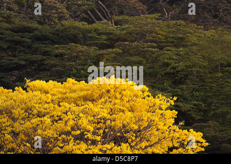 Gelb Gold Baum (guayacan) Sci, Name; Tabebuia guayacan, im Regenwald von Soberania Nationalpark, Panama Provinz, Republik Panama. Stockfoto