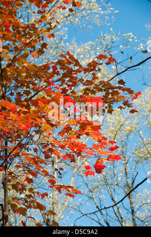 Nahaufnahme der Blätter von einem Ahornbaum drehen in einem Laubwald, umrahmt von brillanten blauen Herbsthimmel. Stockfoto