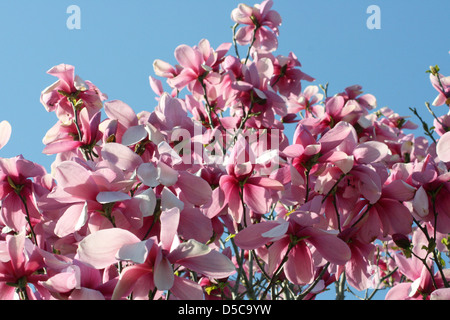 Magnolie Stockfoto