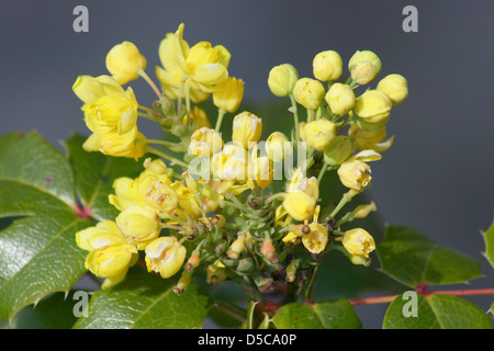 gelb blühende Mahonia Stockfoto