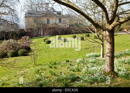 Schneeglöckchen im Frühling auf den Cotswolds in Painswick House, Painswick, Gloucestershire UK Stockfoto