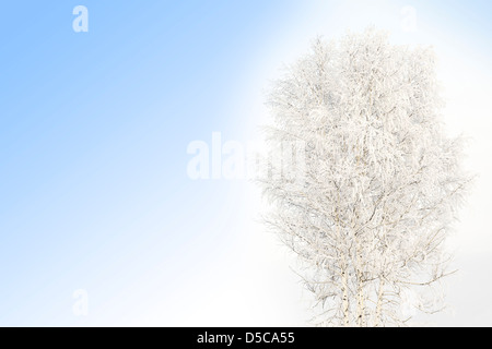 Winter-Szene. Schneebedeckte weiße Birke. Stockfoto