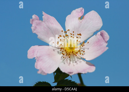 wilden Heckenrose rosa Blüte Stockfoto