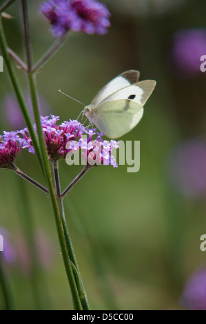 PIERIS BRASSICAE GROßER KOHLWEIßLING FÜTTERUNG AUF VERBENA BONARIENSIS Stockfoto