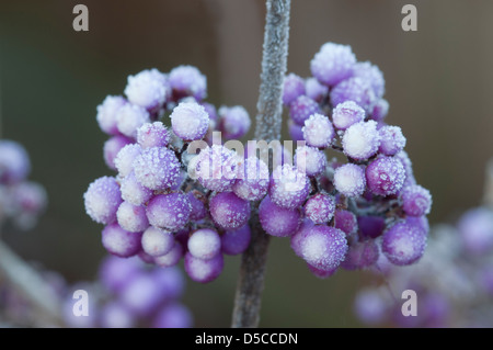 CALLICARPA BODINIERI VAR GIRALDII FÜLLE MIT SATINIERTEM BEEREN Stockfoto