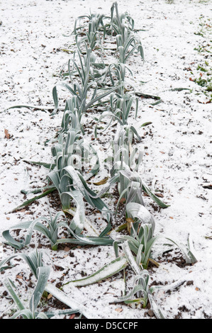 ALLIUM AMPELOPRASUM VAR PORRUM Stockfoto