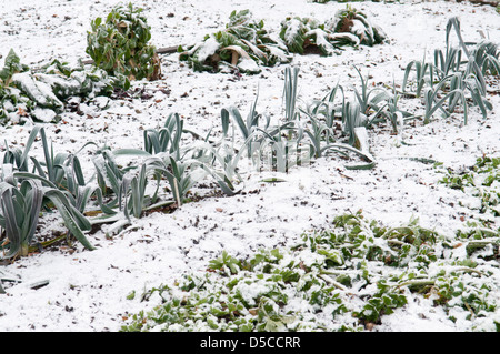 ALLIUM AMPELOPRASUM VAR PORRUM Stockfoto