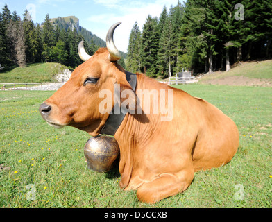 Kuh mit Kuhglocke in den französischen Alpen, Frankreich Stockfoto