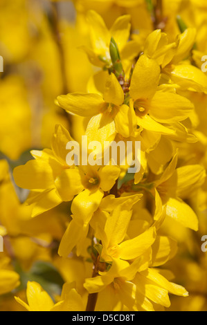FORSYTHIA X INTERMEDIA Stockfoto