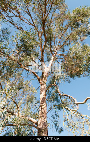 EUKALYPTUS GUNNII Stockfoto
