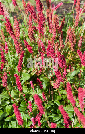 PERSICARIA AFFINIS DONALD LOWNDES Stockfoto