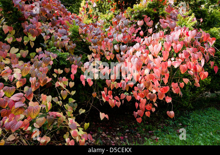 Disanthus cercidifolius Herbstfarbe Stockfoto