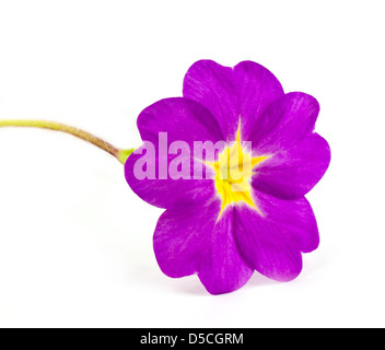 Primula Blume isoliert auf weißem Hintergrund Stockfoto