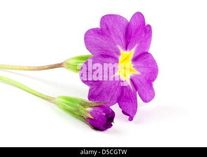 Primula Blume isoliert auf weißem Hintergrund Stockfoto