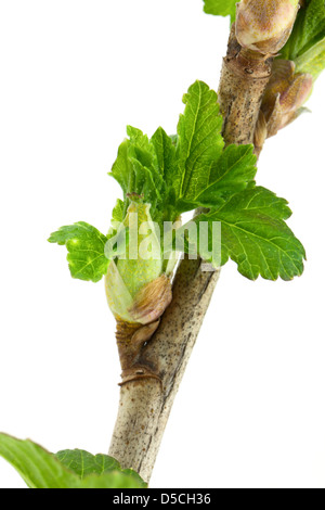 Johannisbeere Zweig isoliert auf weißem Hintergrund Stockfoto