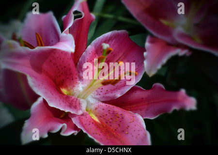 Künstlerische Weichzeichner Stargaze Lily Stockfoto