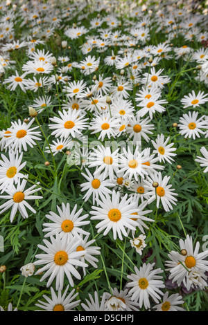 Marguerite Gänseblümchen Blumen Wiese Stockfoto