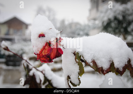 Rote Rose im Winter mit Schnee bedeckt Stockfoto