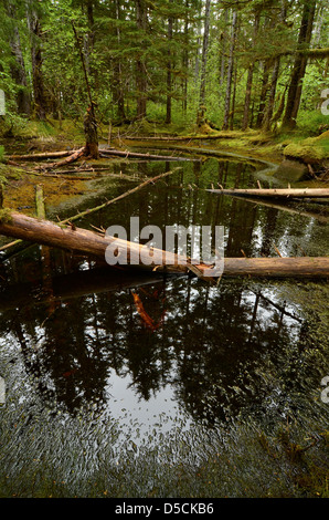 Waldteich, Glacier Bay Nationalpark, Alaska. Stockfoto