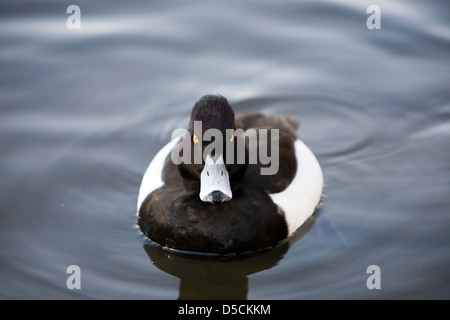 Aythya Fuligula, Reiherenten auf Wasser Frontansicht Stockfoto