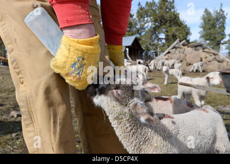 Rancher mit der Flasche füttern Lämmer in Oregon Wallowa Valley. Stockfoto