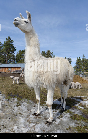 Lllama junge Schafe auf einer Ranch in Oregon Wallowa-Tal zu bewachen. Stockfoto