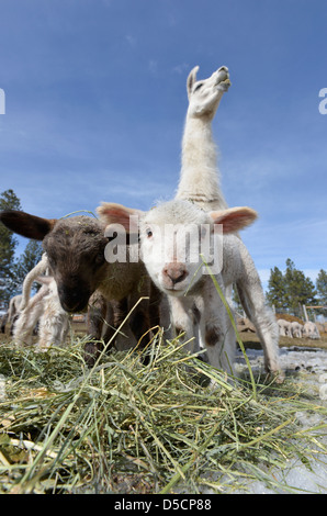 Junge Schafe wird bewacht von einem Guard Lama wie Heu auf einer Ranch in Oregon Wallowa Valley fressen. Stockfoto