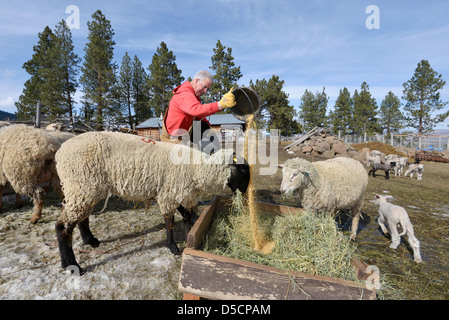 Viehzüchter, die Verfütterung von Getreide an Schafe in Oregon Wallowa Valley. Stockfoto