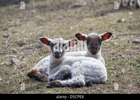 Lämmer, Wallowa Valley, Oregon. Stockfoto