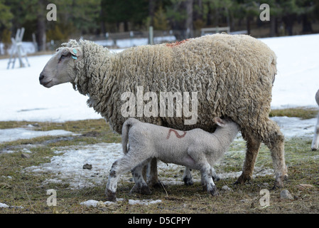 EWE Krankenpflege kleines Schaf auf einer Ranch im Wallowa Valley, Oregon. Stockfoto