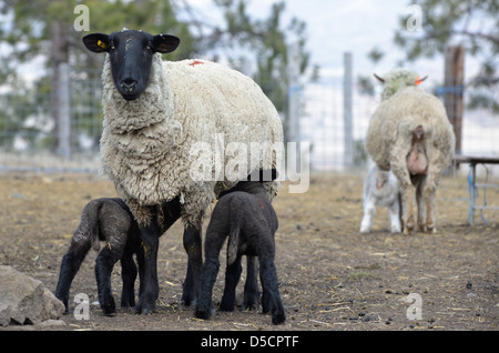 Mutterschafe Stillen Baby Schafe auf einer Ranch im Wallowa Valley, Oregon. Stockfoto