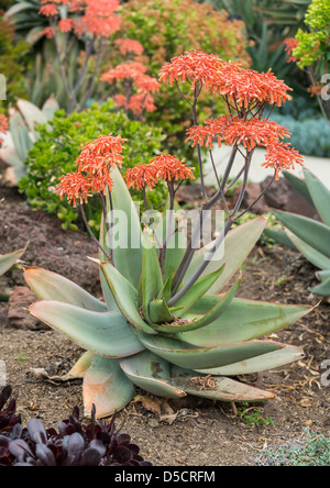 Schönen Frühlingsblumen in voller Blüte. Stockfoto