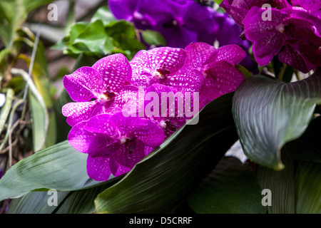 Phalaenopsis Orchidee Blumen blaue Blume hängend Stockfoto