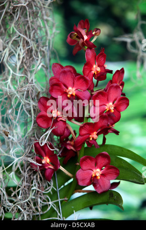 Phalaenopsis Orchidee rot Blumen Moth Orchids Wurzeln Stockfoto