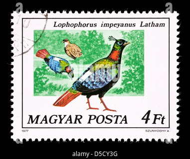 Briefmarke aus Ungarn, die Darstellung einer Himalayan Monal Fasan (Lophophorus Impeyanus) Stockfoto