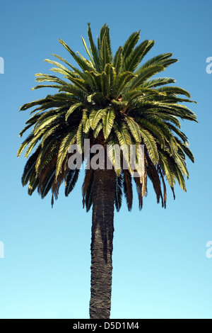 Kanarische Dattelpalme Phoenix Canariensis Stockfoto