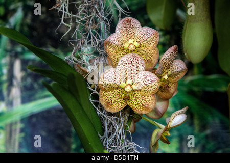 Orchidee blüht, Blütenblätter, Blüte Stockfoto