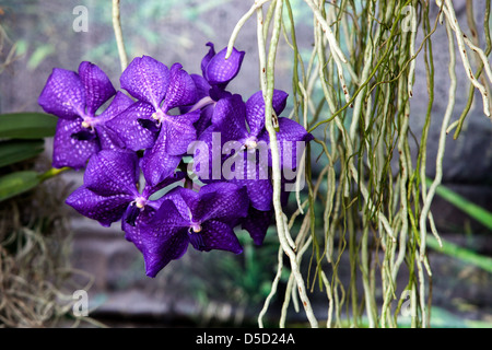 Phalaenopsis Orchideenwurzeln blaue Blumen Mottenorchideen Wurzeln blühende Pflanze mit Wurzeln Stockfoto