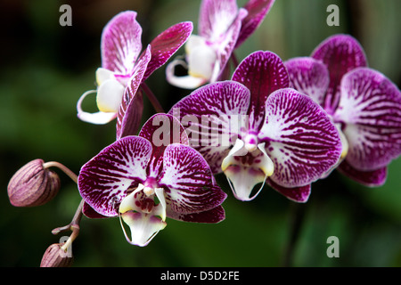 Phalaenopsis Orchideen Blüten, Blütenblätter, Blüte Stockfoto