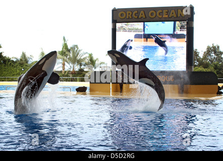 Puerto De La Cruz, Spanien, Orcas zeigen im Loro Parque ihre Kunststuecke Stockfoto